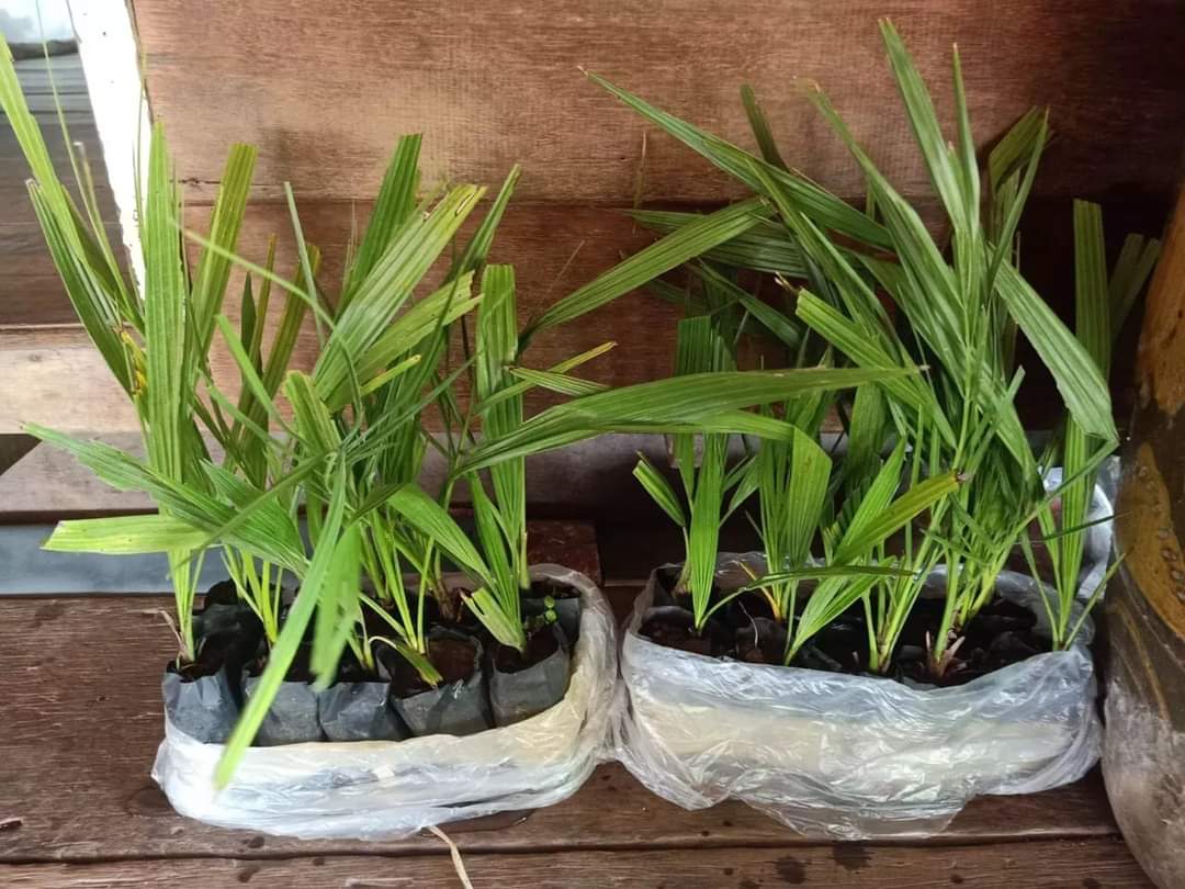 Pa_RW06's tweet photo. Masih ready
Biji kurma barhee Thailand
50 biji 325rb
Biji kurma KL1 Thailand
20 biji 295rr

Bibit kurma 3bln harga 50rb

Bibit kurma ajwa usia 6 bulan
Harga perbibit 150rb

Bibit kurma ajwa usia 1,5 tahun
Harga perbibit 250 
Wa 087758802926 https://t.co/zc4v0Ul6In