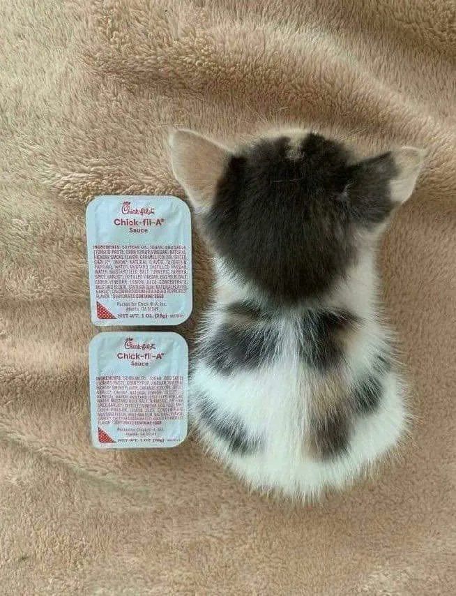 ShouldHaveCat's tweet photo. Went from 2 sauce long to 5 sauce long https://t.co/Oj6hDf31P3