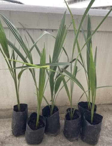 Masih ready
Biji kurma barhee Thailand
50 biji 325rb
Biji kurma KL1 Thailand
20 biji 295rr

Bibit kurma 3bln harga 50rb

Bibit kurma ajwa usia 6 bulan
Harga perbibit 150rb

Bibit kurma ajwa usia 1,5 tahun
Harga perbibit 250 
Wa 087758802926