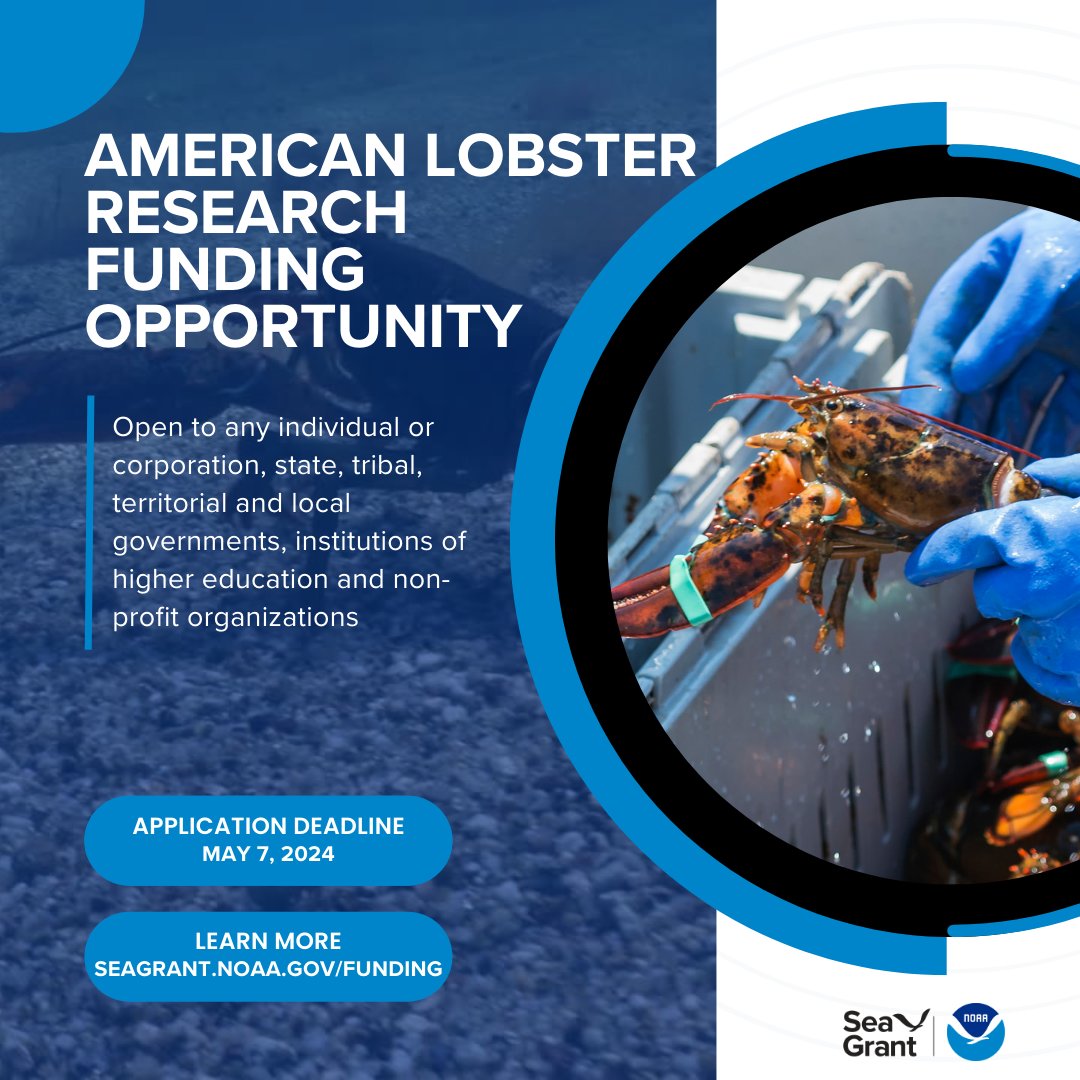 📢Funding Opportunity: Sea Grant seeks collaborative projects to advance scientific knowledge of the American lobster fishery & support the resiliency of fishing communities in the face of environmental change & economic uncertainty. Apply by May 7, 2024: seagrant.noaa.gov/funding