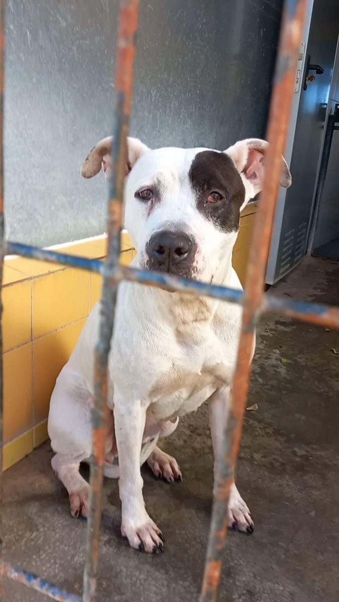 SilviaMylo's tweet photo. Tana tiene unos tres años y una tristeza tan grande que desborda la pantalla y se te mete en el alma 💔
Su maldito dueño la llevó a la perrera diciendo que se la había encontrado y no le creyeron, se la tuvo que llevar y a unos 200 metros la abandonó con el corazón destrozado y ha terminado en la perrera 😢 💔
Cuantas posibilidades tiene a pesar de ser tan bonita y tan buena?
Malditos miserables sin empátia 💔
Perrera de Jerez
652221178
🆘 😢 📢📢📢📢📢📢
