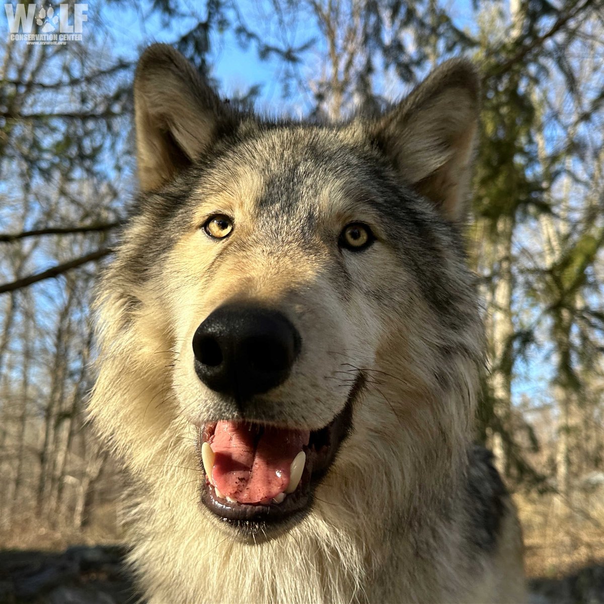 Wolf Conservation Center 🐺 tweet media
