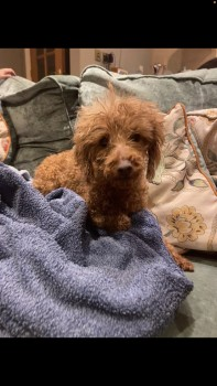 millypod1's tweet photo. 🆘10 MAR 2024 #Lost RUBY #ScanMe
Red Cockerpoo Female
Tiny white mark Belly last seen injured leg
St Lawrence Way #Tallington nr #Stamford #Lincolnshire #PE9
Was spotted last at Casewick Lane Uffington
https://t.co/mrGF8mjKsT https://t.co/nSySxRMtq3