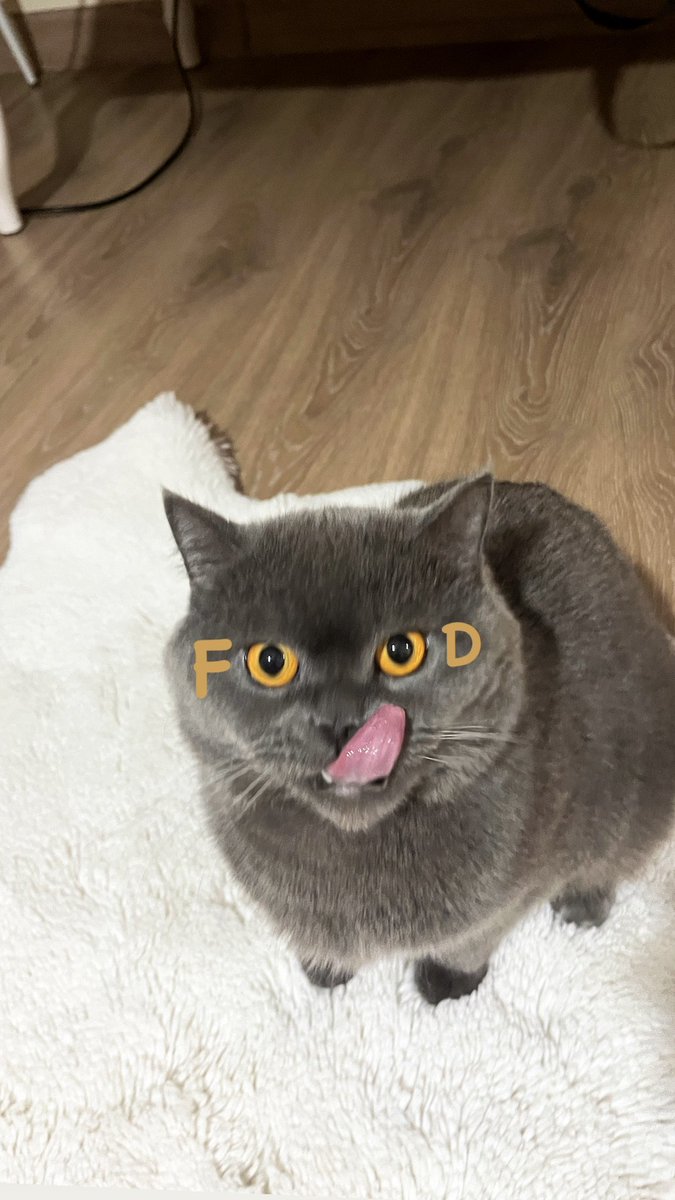 Hasanklncc's tweet photo. #Cat #Food #Good https://t.co/u2S8ZZWni5