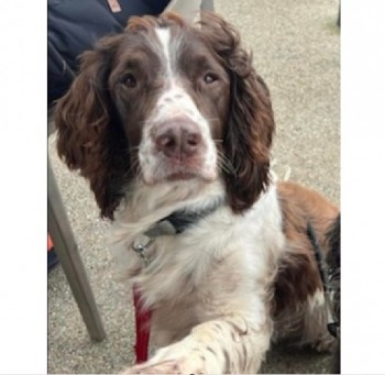 millypod1's tweet image. 🆘10 MAR 2024 #Lost SPENCER #ScanMe
Brown &amp;amp; White English Springer Spaniel Male
#Shawford nr #Winchester #Hampshire #SO21 doglost.co.uk/dog-blog.php?d…