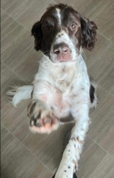 millypod1's tweet image. 🆘10 MAR 2024 #Lost SPENCER #ScanMe
Brown &amp;amp; White English Springer Spaniel Male
#Shawford nr #Winchester #Hampshire #SO21 doglost.co.uk/dog-blog.php?d…