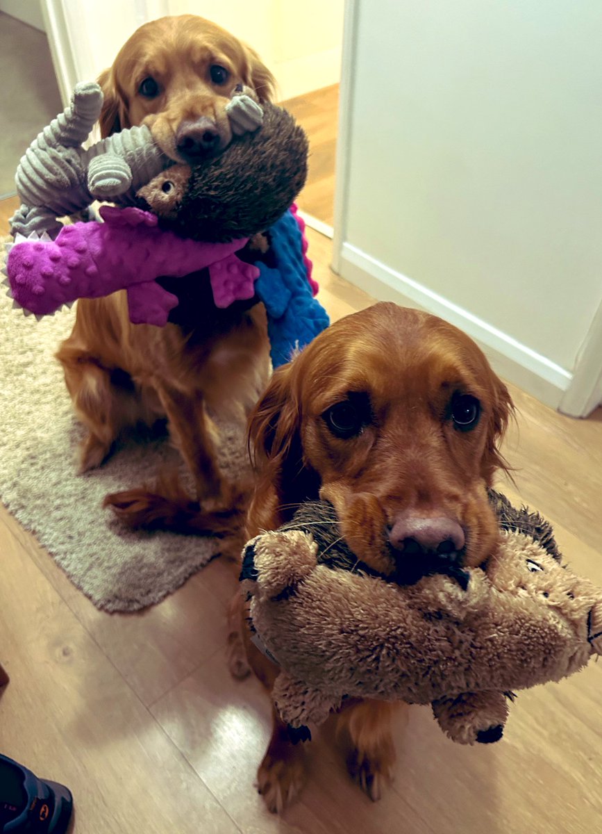 We’ve had our post wellbeing visit naps and now seeing who can fit most toys into our mouths. Claude 5 v Cassie 1. We’re both very proud of our achievements ❤️💙