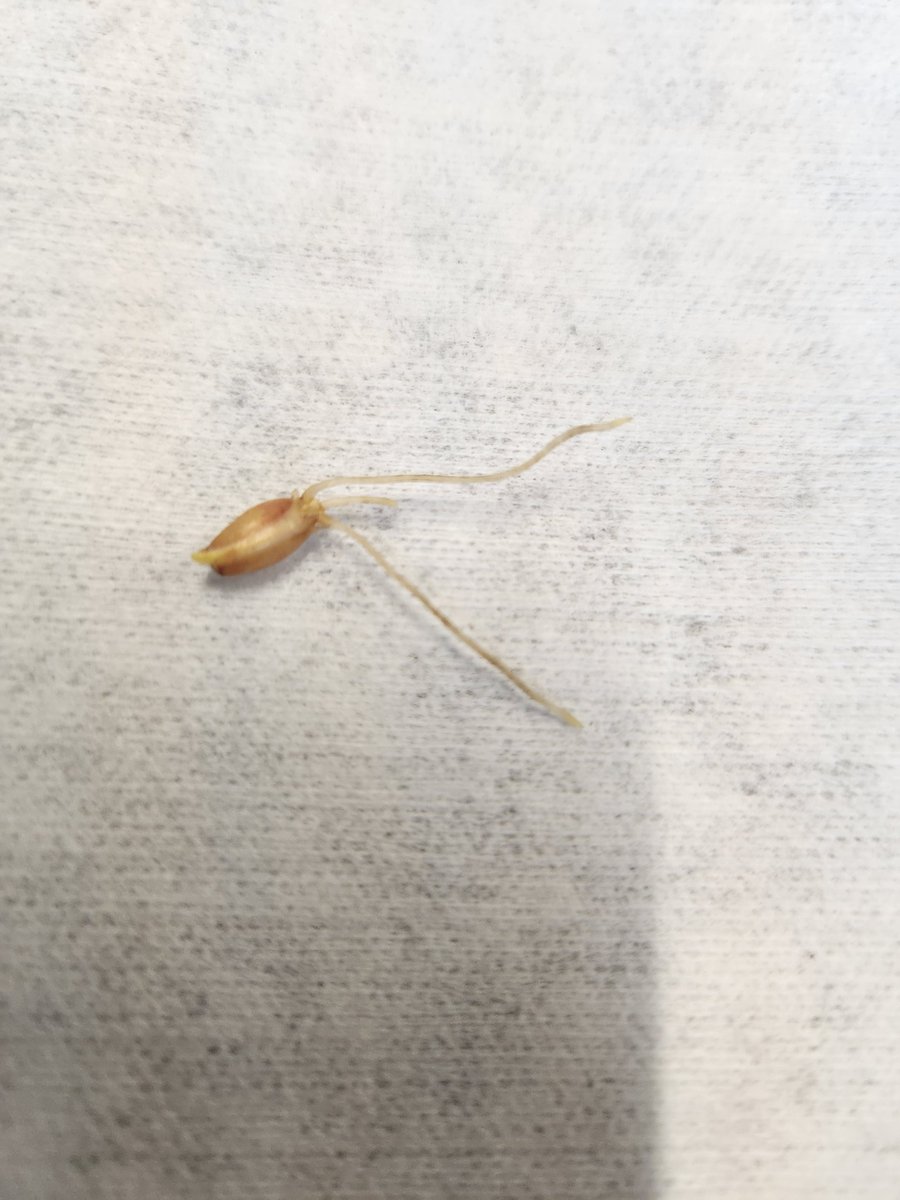 Dormant seeded Durum, seeded Nov 20,2023 looking pretty good, suprisingly. Part of our #Ultraearly seeding project. Winter conditions were not favorable, was a lot of freeze,thaw, and warm until January, so pretty impressed it has pulled through! #durum, #wheat, #plant24