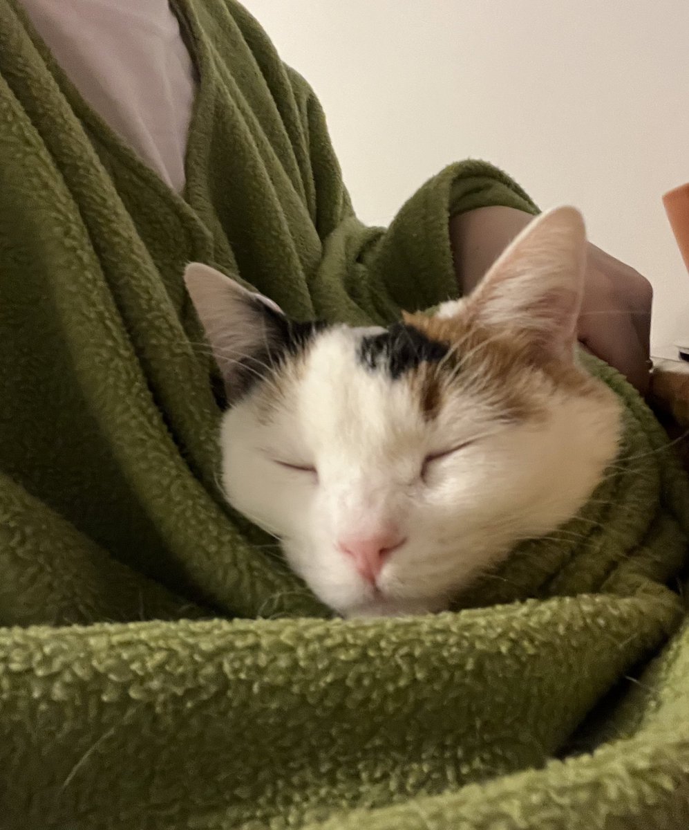 lilgoldnnugget's tweet photo. I yam tha Purrfect lap purritó https://t.co/3WmOfUfIJP