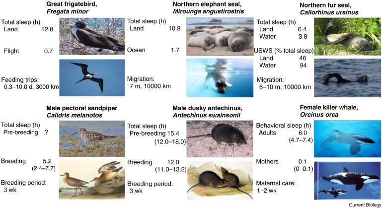 Our results were featured in a recent sleep study with the great title “Giving it up to get it on” showing sleep duration flexibility during mating in mice by Oleg Lyamin &amp; Jerry Siegel sciencedirect.com/science/articl…