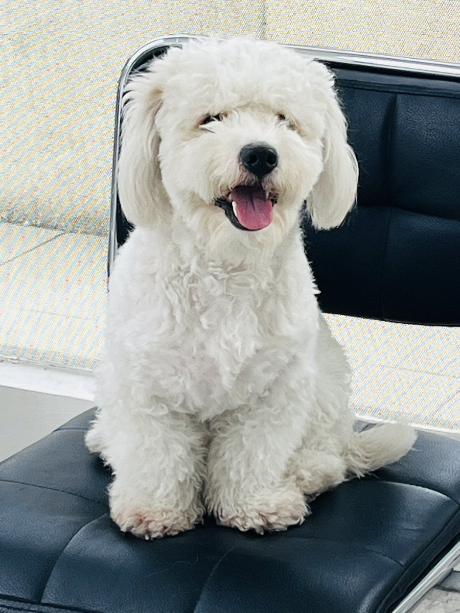 VeterinariaJoe2's tweet image. Coquito nos visita para su cambio de look

Su tutor nos pidió #TeddyBearStyle

#Guayaquil 

En Ig colocamos el después ✅