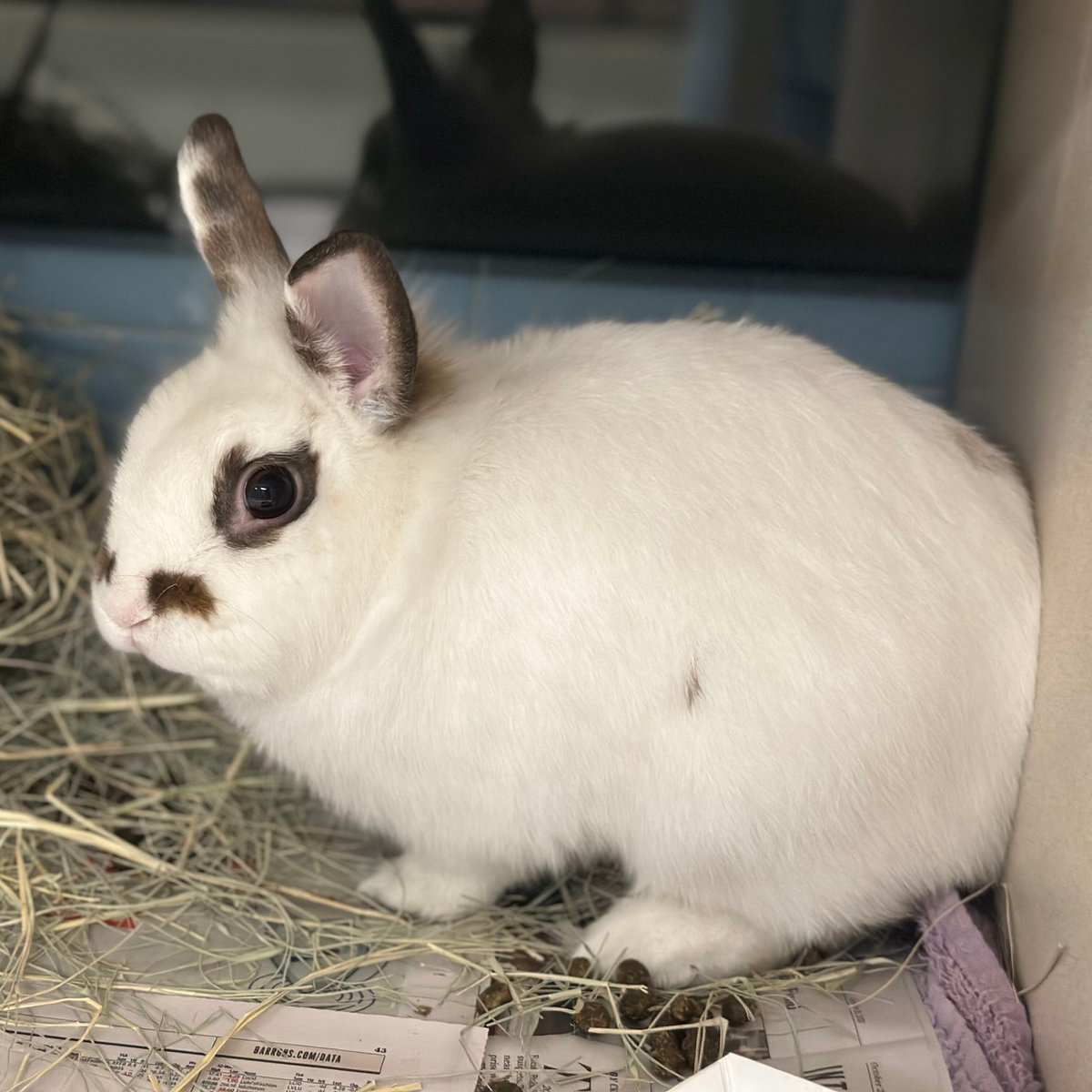 HoustonSPCA's tweet photo. Looking for a furry friend to join your family? Our adoption center is bursting with small pets ready to steal your heart! πΉπ° π‘ Visit us today from 11 am to 6 pm!
#SmallPets #Rabbits #AdoptionHighlight #AdoptMe #GuineaPigs #PetAdoption #Houston #SPCA https://t.co/aEKauAG3Tl