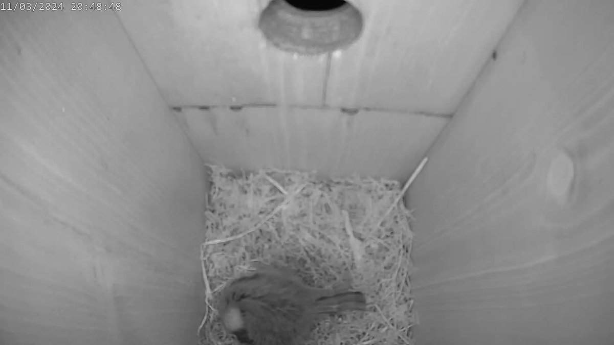 Blue tit in the box again tonight #birdbox #GreenFeathers #wildlife @GreenFeathersUK