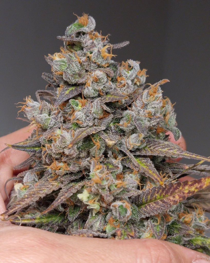 Wrap yourself in a blanket of sweetness with 𝐌𝐞𝐫𝐢𝐧𝐠𝐮𝐞 ⁠
⁠This variety stays fairly compact and within 3-4 weeks there is already a lot of white crystals on the flowers. After 6 weeks of flowering, the flowers start to show orange pistils, they seem to ripen quite fast.