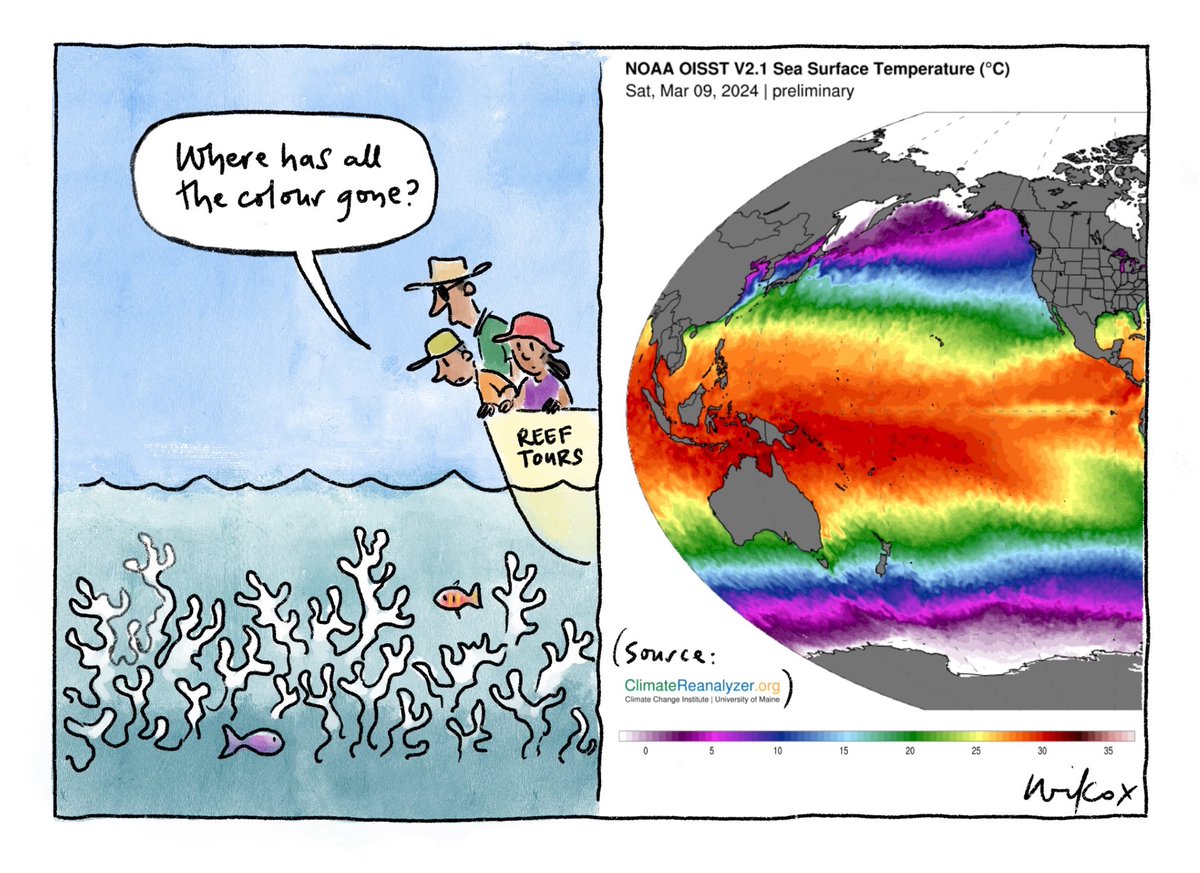 Bleaching. My @smh @theage cartoon.