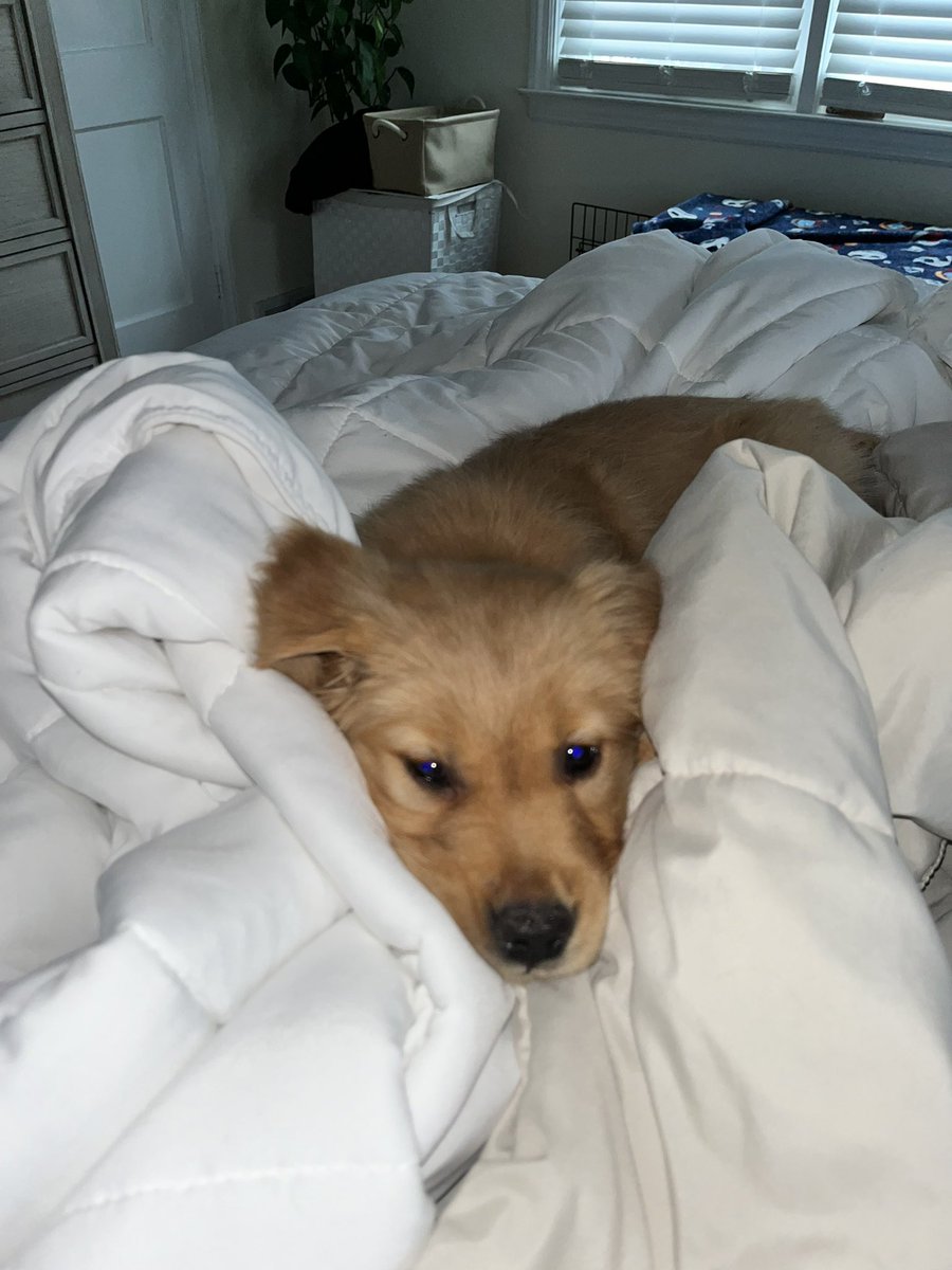 When one Kelce goes out, another comes in. Welcome home, Kelce girl!🐾💚🦅-🥹🥰☺️😁😍 #DelcoPup! #Kelce #GoBirds! <a href="/Eagles/">Philadelphia Eagles</a> Kelce, meet Kelce!😁 <a href="/JasonKelce/">Jason Kelce</a>