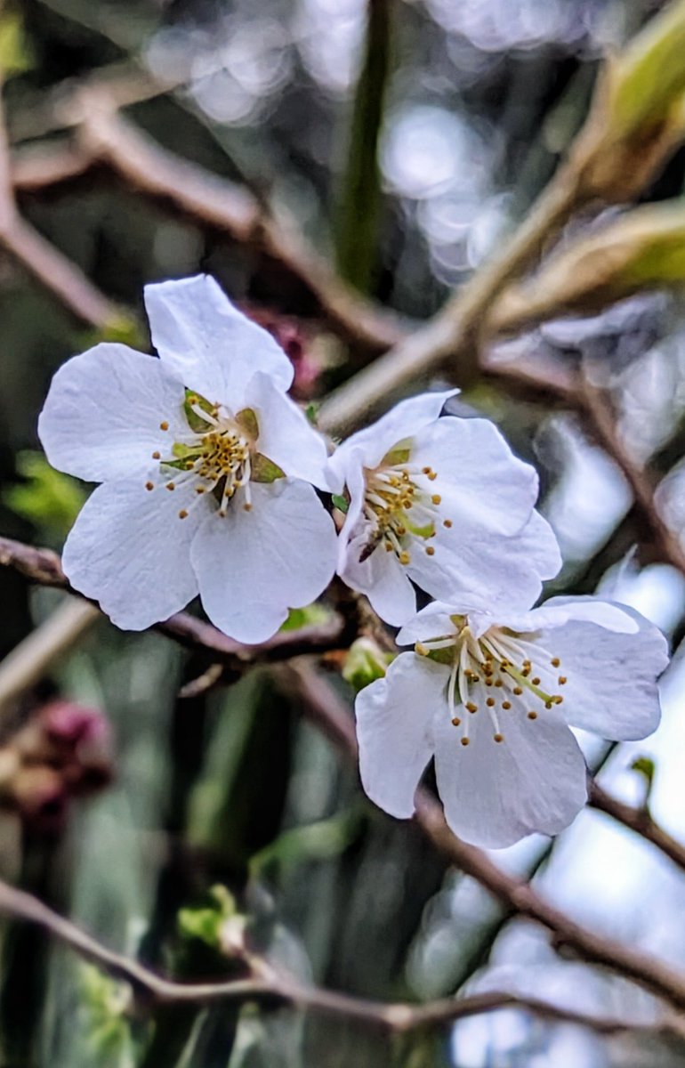 Prunus incisa 'Kojo-no-mai' has started flowering this week 🌸 #GardensHour #GardeningX