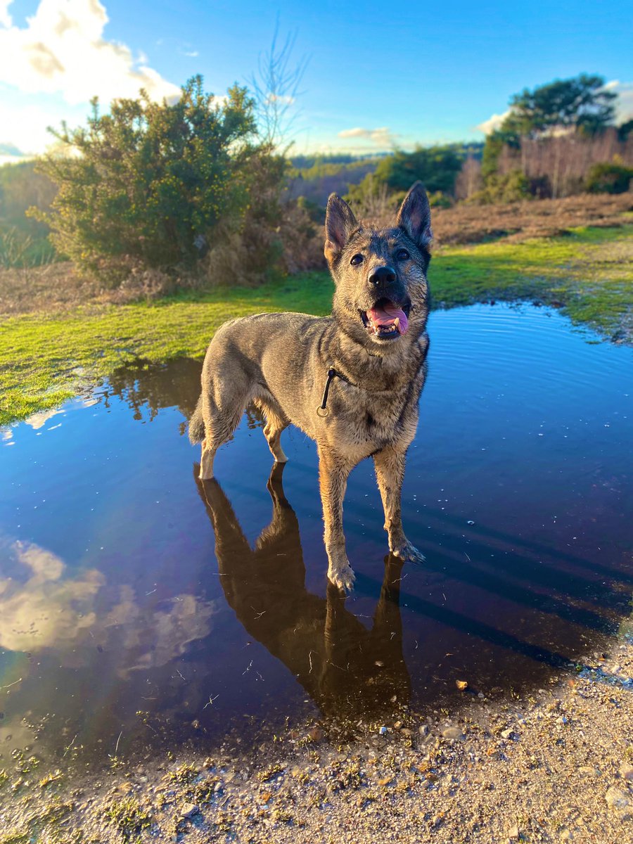 RPD Lorrie. 

Enjoying her well earned retirement, soaking up some evening sun ☀️