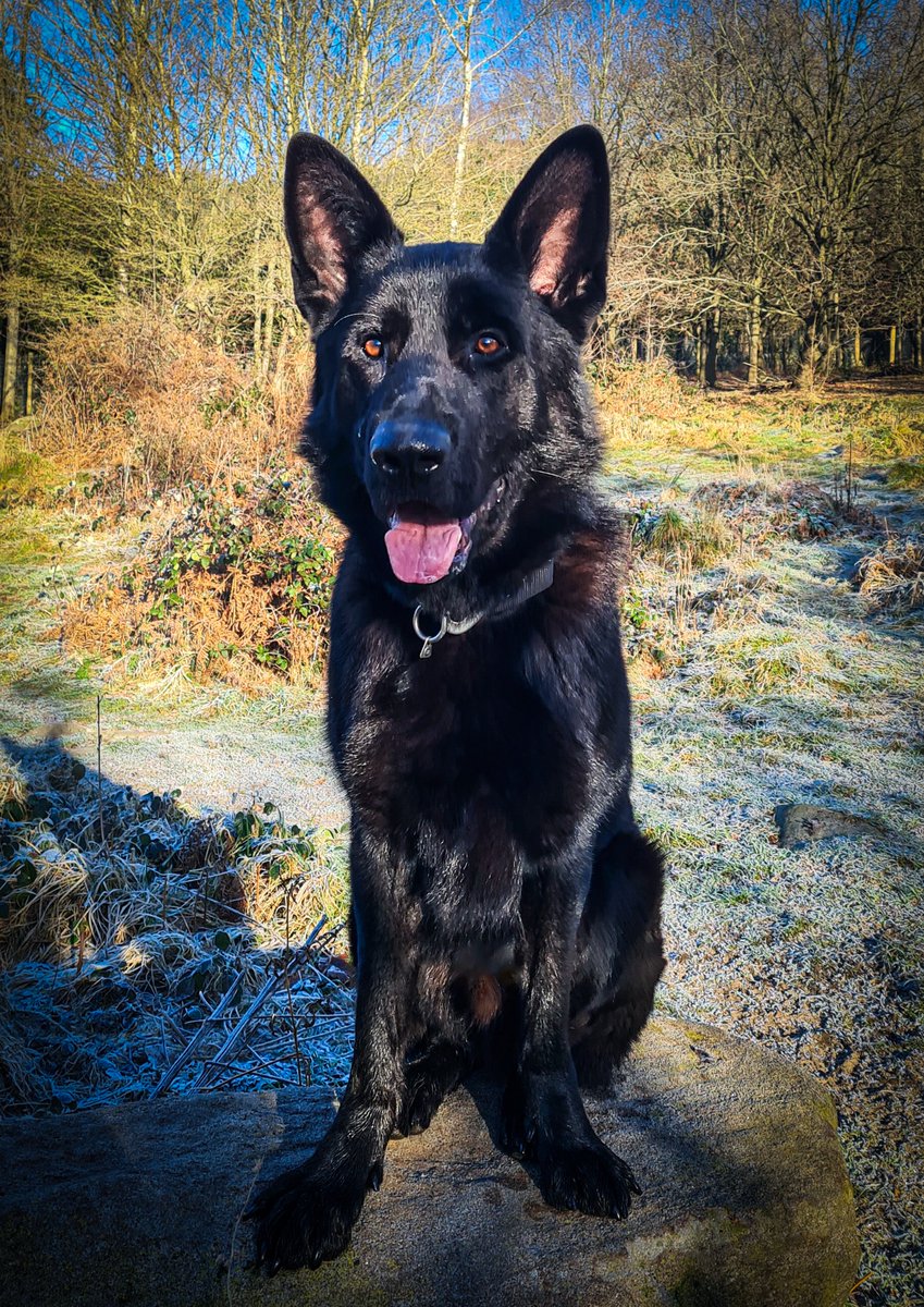 Burglars in #Derby. @DerbyshireRPU spot them and give chase over fences and gardens, unfortunately the 2 chaps aren't wearing 9kg of kit and heavy boots, and make good their escape. PD Yolo arrives on scene and finds a hidden bag which contains items relating to crime. #GoodBoy