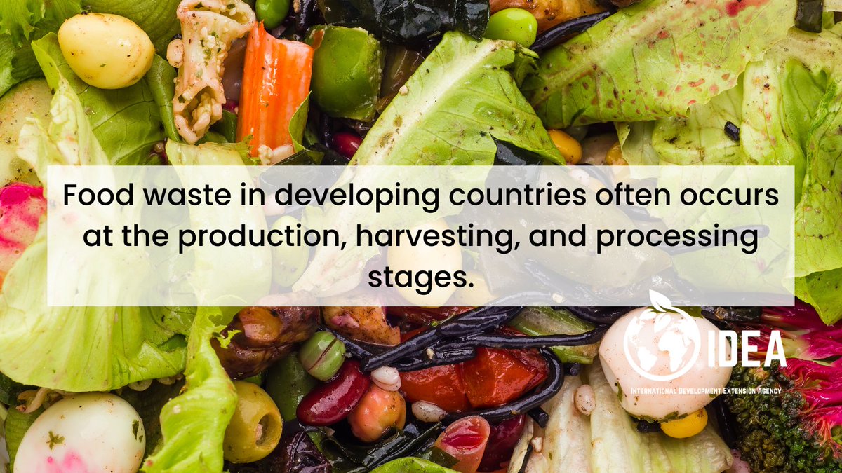 In developing countries, food waste isn't just a post-consumption issue—it starts at production, harvesting & processing. IDEA works alongside INGOs to tackle these challenges, empowering farmers to maximize yields and minimize waste. 🌱🔄 #ZeroWaste #FoodSecurity #agdevelopment