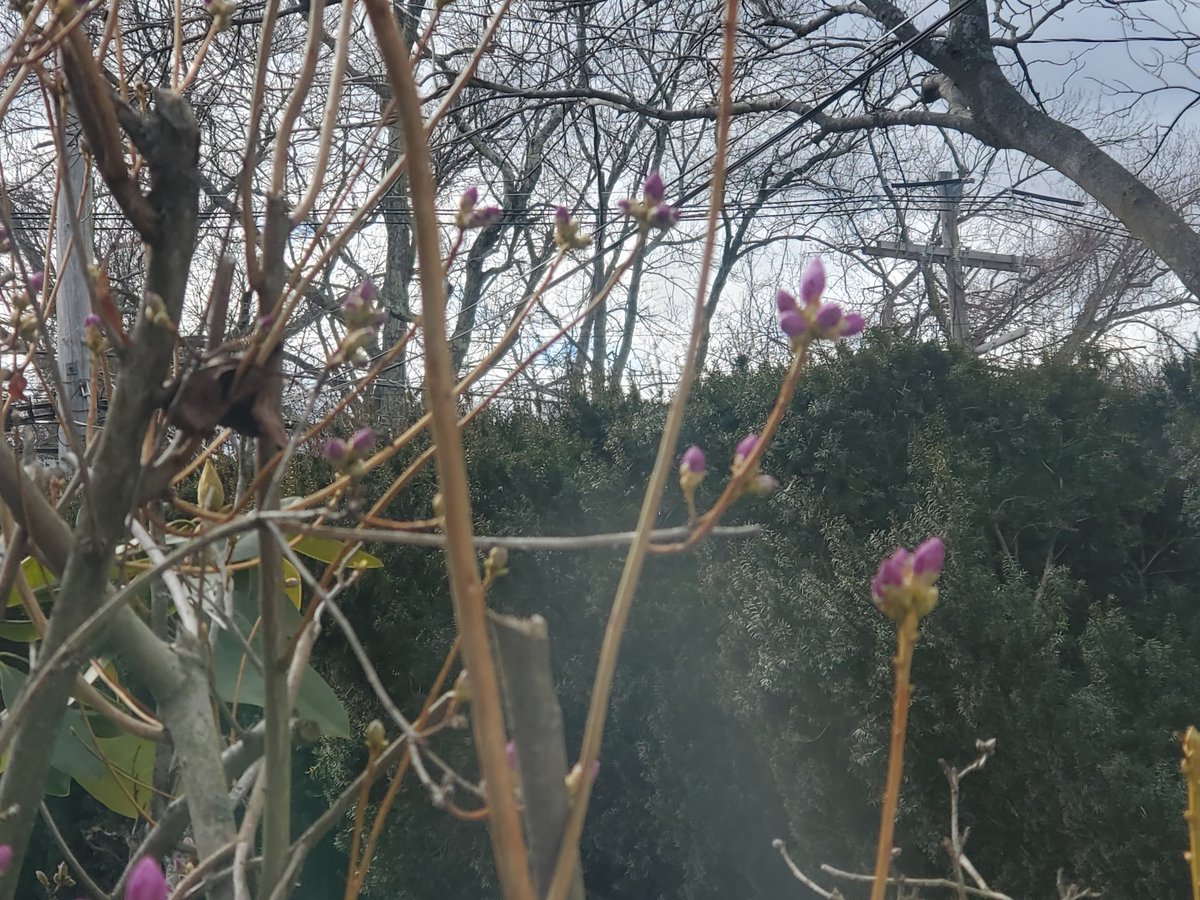 Lexi_sue's tweet photo. @ericfisher Azaelias starting to bud already - before forsythia this year.  Hopefully no more frost expected. Lexington Ma https://t.co/pibsfKHjRY