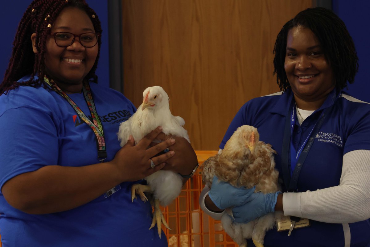 TSUCollegeofAG's tweet photo. Day 1 of #tsuagweek2024 was a roaring success! Over 100 students and faculty gathered for an eventful day of excitement, laughter, and fun! The Departments of Food Animal Sciences and Ag Science and Engineering had a lineup of engaging activities for everyone to enjoy. πΎπ¬ https://t.co/tbHmLP7LYl