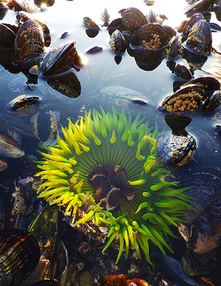Scripps_Ocean's tweet photo. Haters will say it's Photoshop, but these neon-green #SeaAnemones are the real deal! A recent study led by researchers from Scripps Oceanography and @Stanford uncovered the what and why behind these rare fluorescent intertidal dwellers. ⬇️ 
https://t.co/baRzZ6boUw https://t.co/4eJ9bC0nqc