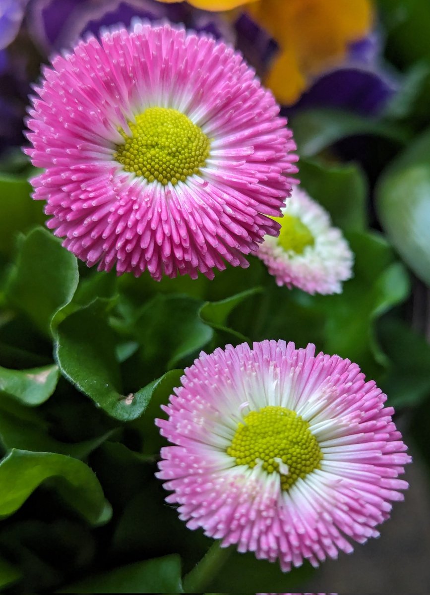 Early spring Eye-catchers 'Bellis perennis' Daisies 🌿🌸🌿🌸🌿 ✌️😌 #GardensHour #Flowers