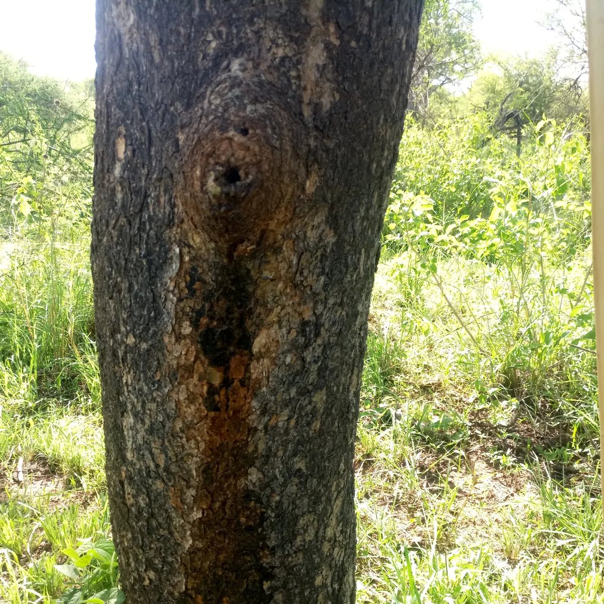 Most people are familiar with man-made chewing gums, but we, the Indigenous communities, have a special natural chewing gum from a Commiphorra Africana, which means we chew naturally, not only that ability to store water during the rainy season..

instagram.com/p/C4YvI62t4JZ/…