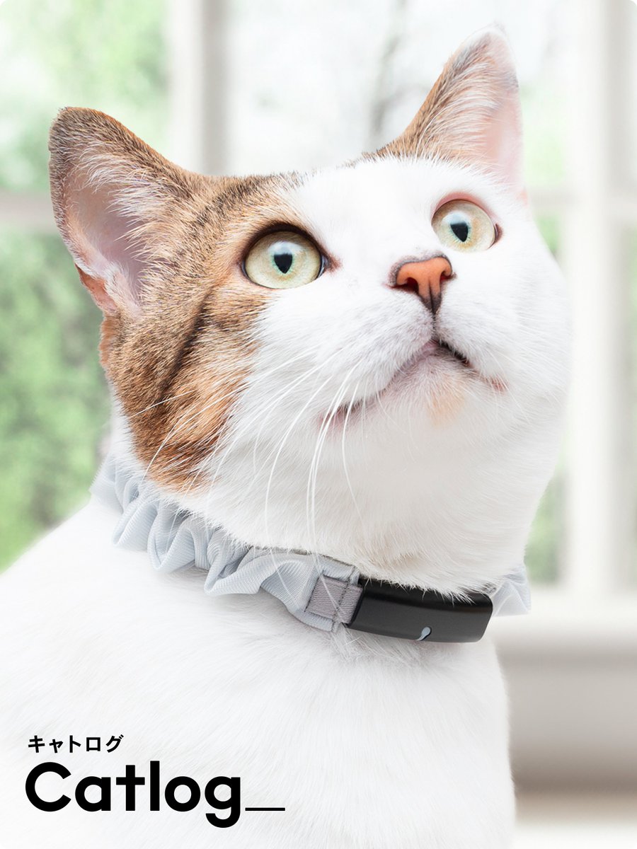 Catlog（キャトログ） on X: 