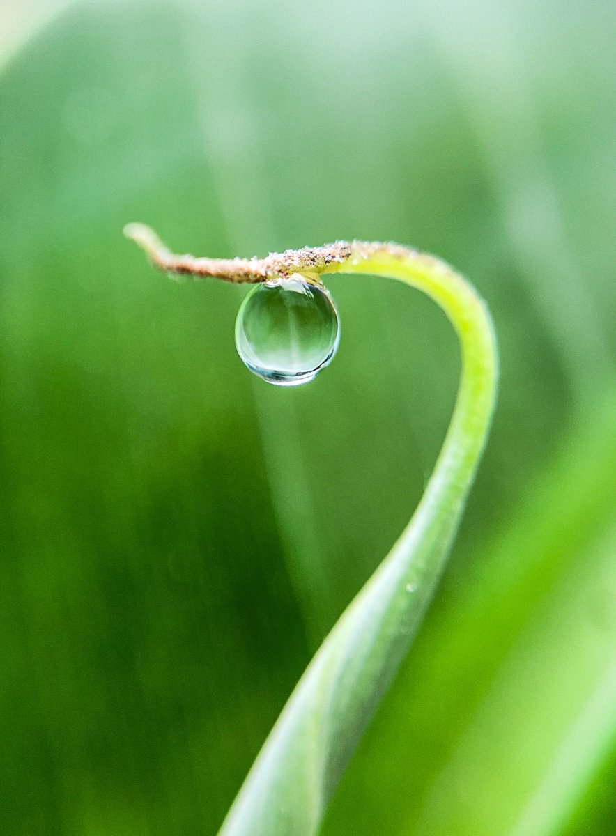 Shyamli_Kashyap's tweet image. •~Good Morning.......❤️💐

#dewdrop #MacroHour #ThePhotoHour
