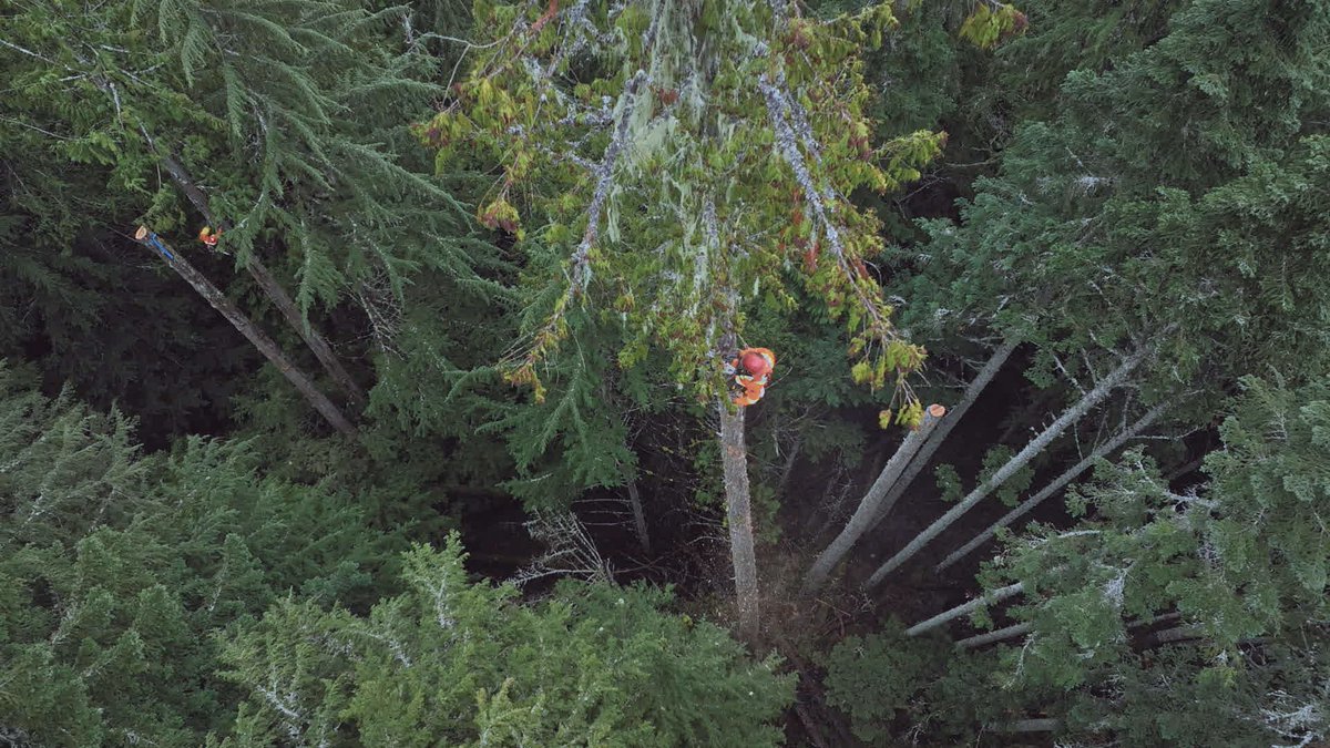 timbertitans_'s tweet photo. It's on! A new episode of #TimberTitans starts NOW on Discovery Canada https://t.co/R11CURTRiO