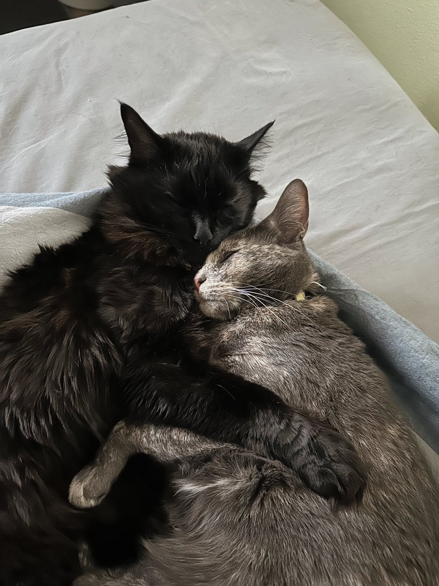 siblings or dating