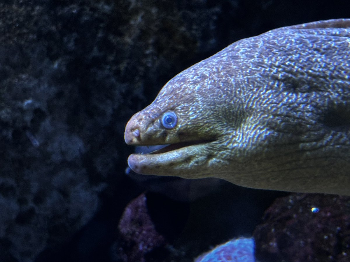 Amandaisout's tweet photo. Some photos from the Aquarium. https://t.co/WQbOxTLtfk