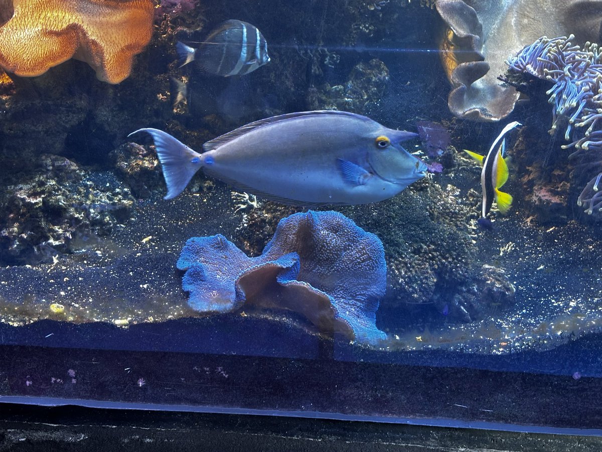Amandaisout's tweet photo. Some photos from the Aquarium. https://t.co/WQbOxTLtfk