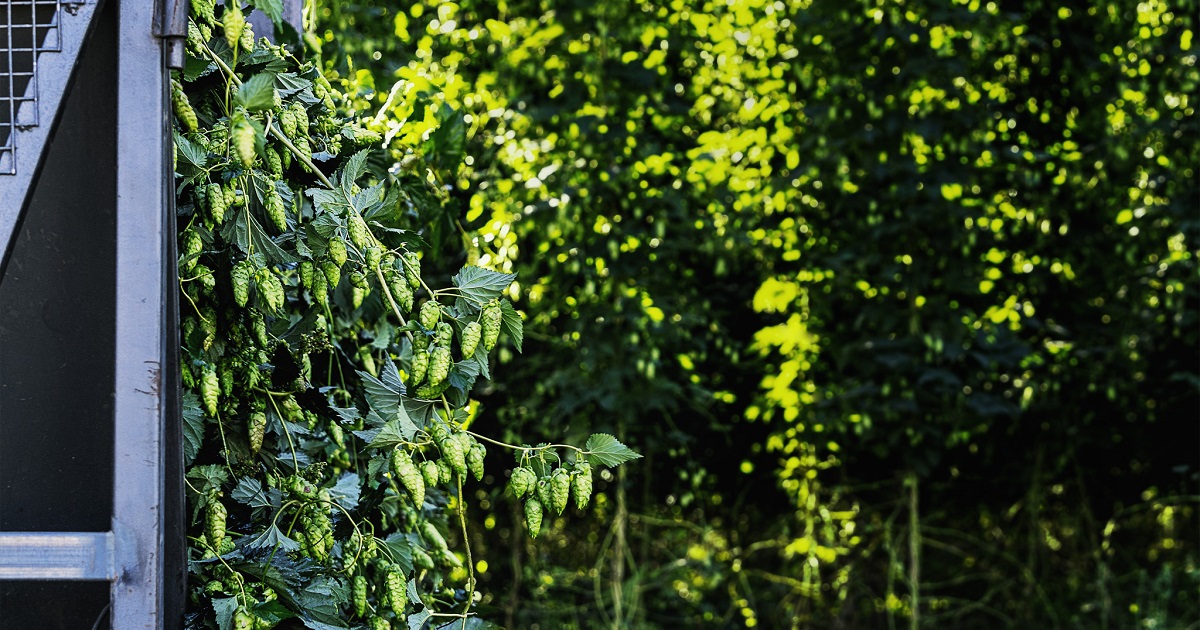 HopProductsAus's tweet image. The newest Aussie hop is now being harvested. Eclipse® was created by HPA's hop breeding program in 2004 and was commercialised in 2020. It's bursting with sweet mandarin, zesty citrus peel, and fresh pine needles. 
#aussiehops