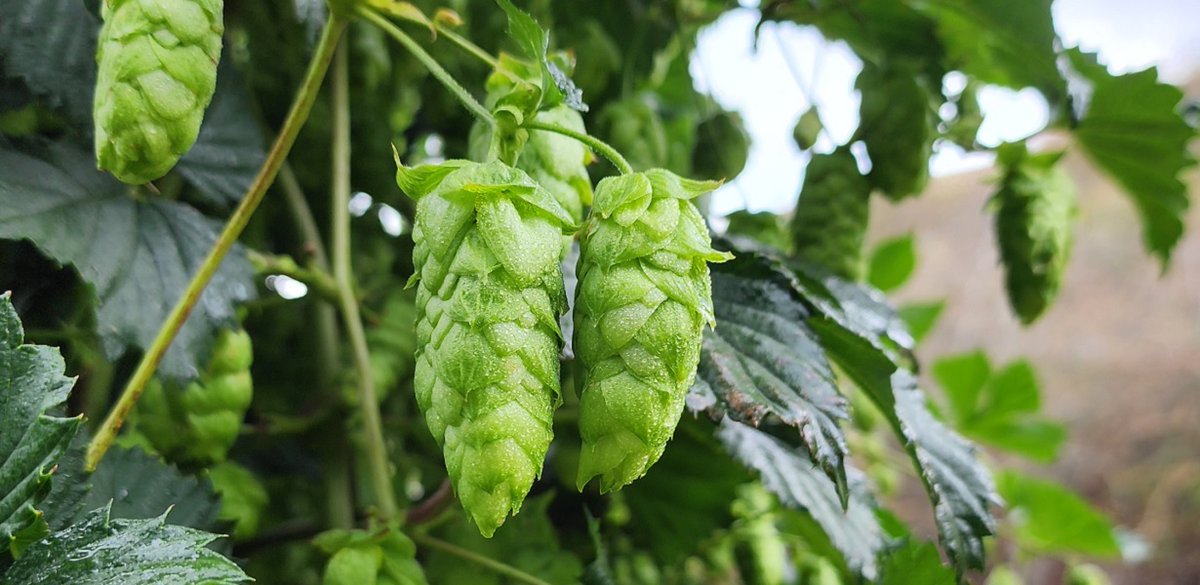 HopProductsAus's tweet image. The newest Aussie hop is now being harvested. Eclipse® was created by HPA's hop breeding program in 2004 and was commercialised in 2020. It's bursting with sweet mandarin, zesty citrus peel, and fresh pine needles. 
#aussiehops