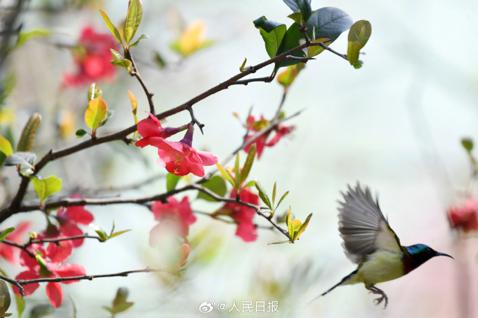 ChinaUnveiling's tweet photo. 3月11日， #貴州 省仁懷市枏竹林公園，一只 #叉尾太陽鳥 出現在 #海棠花 枝頭，時而飛舞、時而停下休憩。網友：叉尾太陽鳥與海棠花同框好美！ #美景 https://t.co/24xNjWJ9gq