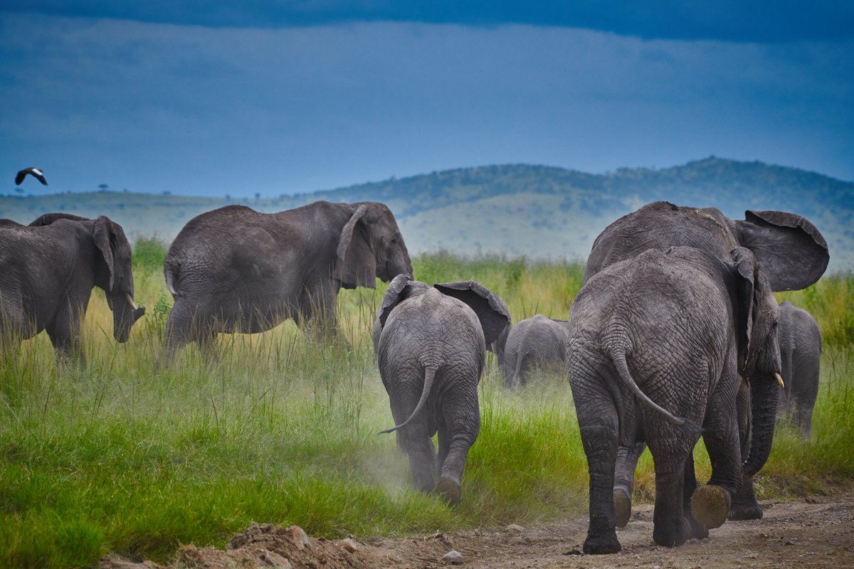 Stomping towards the bushes | African Bush Elephants | Serengeti | Tanzania
#discoverafricawildlife #africanwonders #africanbushelephants #serengeti #bownaankamal #africageophoto #serengetinationalpark #jawsafrica #elephants #discoveringtanzania #tanzania #jawswildlife #iamnikon…