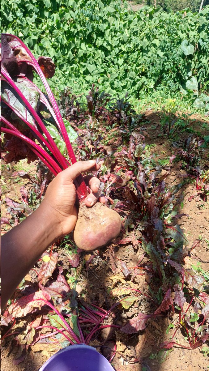 beetskenya's tweet image. Beetroot&apos;s nitrates turn into nitric oxide, relaxing blood vessels &amp;amp; potentially boosting brain flow. This  means sharper focus &amp;amp; more mental alertness for crushing those deadlines! #officehacks #beetroottea