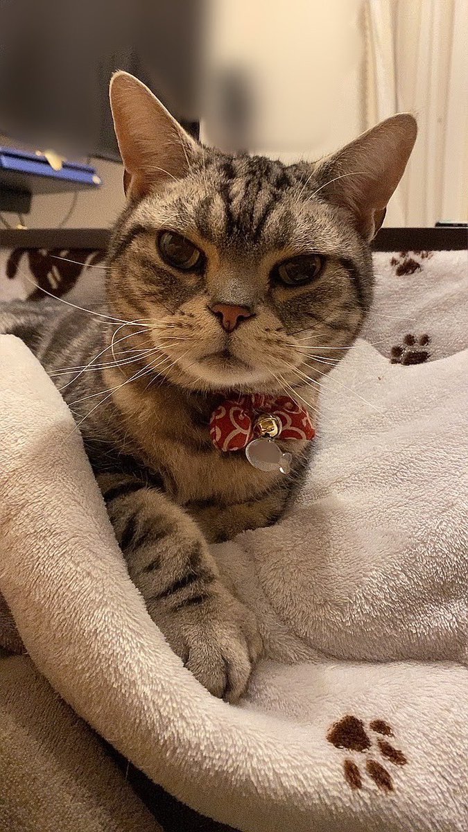 3月9日土曜日の夜
愛猫が14歳で虹の橋へと旅立ちました。

今はやっと、病気の苦しみや痛みから解放されて楽になってくれてるんかな。
今生で、楽にしてあげられなくてごめんね。

「ねこと一緒に暮らす。
アメリカンショートヘアを家族に迎えたい」
という、小さい頃からの夢を叶えてくれてありがとう。

虹の橋で
元気に過ごしてて欲しいな。

大好きな愛猫にまた会いたいなぁ。