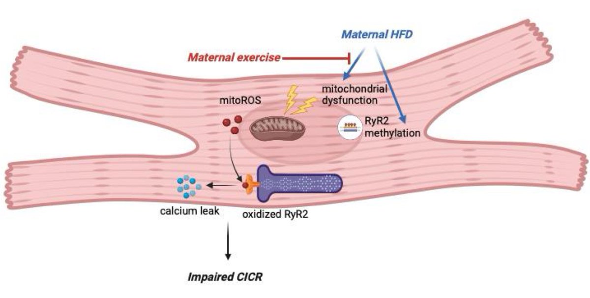 Maternal #exercise highlight the profound effects of the murine maternal environment on the life-long cardiac health of offspring. sciencedirect.com/science/articl…