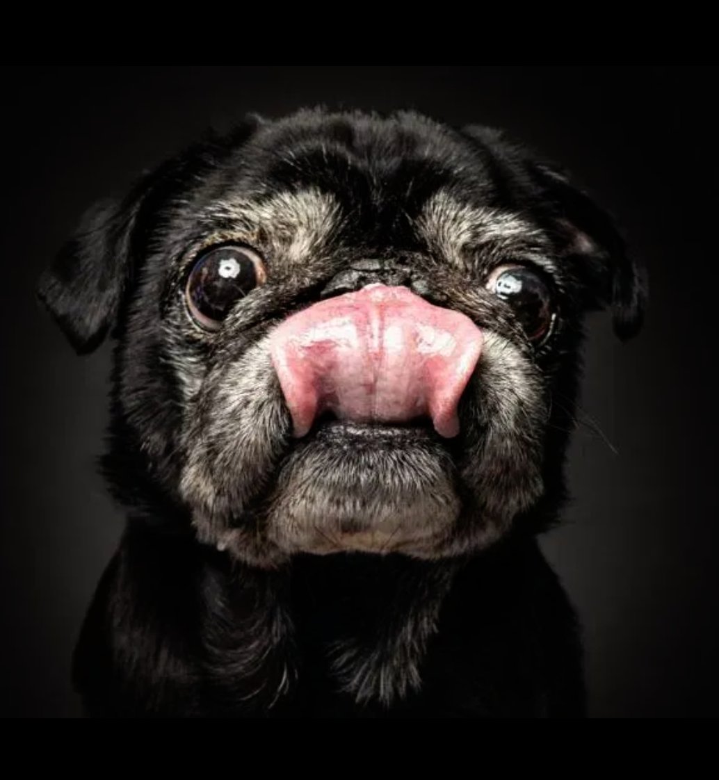 SLCScanner's tweet photo. This will put a #Smile on your face. #DogsCatchingTreats
https://t.co/iic1L31XMy https://t.co/gI9Or6o8oZ