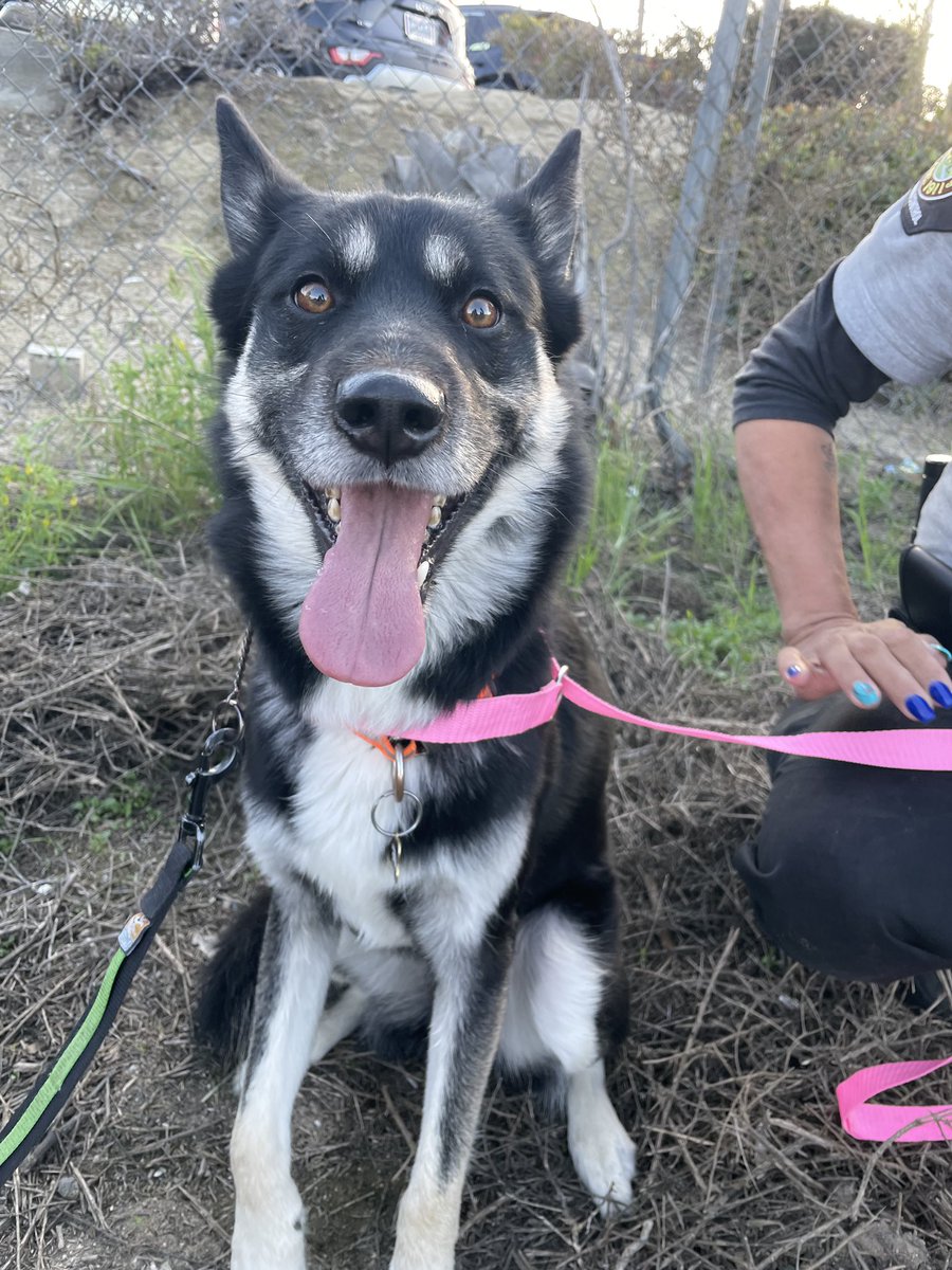 Much to the dismay of my friends &amp; family, I never learned not to run into traffic after a dog. In other TOTALLY UNRELATED NEWS, this pup is now no longer running on the freeway.