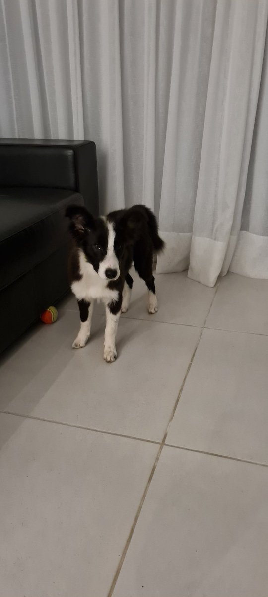 Achamos a Angel! Muito obrigado a todos que compartilharam e ajudaram de todas as formas!