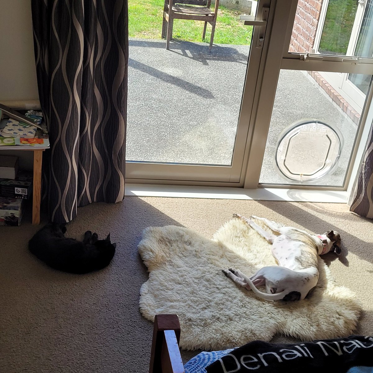 CandaceWhippet's tweet image. This is a win,  amirite? #whippet in sun puddle?  ✅️ #DarthMolly not in sun puddle? ✅️ #sighthound on comfy bed?  ✅️ #cat not on comfy bed?  ✅️ 
Good Day friends!