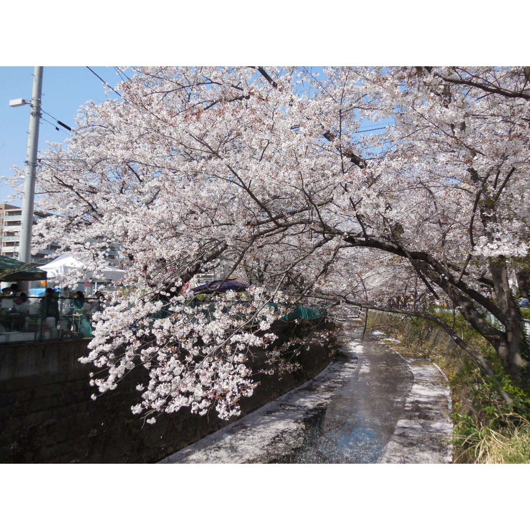 Yearly from late March to early April around 250 cherry trees beautifully bloom along the Asao River from Shin-Yurigaoka Station to Kakio Station in Kawasaki City.🌸 ซากุระกว่า 250 ต้นจะบานสะพรั่งริมแม่น้ำอะโสะ ช่วงปลายมี.ค. ถึงต้นเม.ย.ของทุกปี🌸 #kawasaki #คาวาซากิ