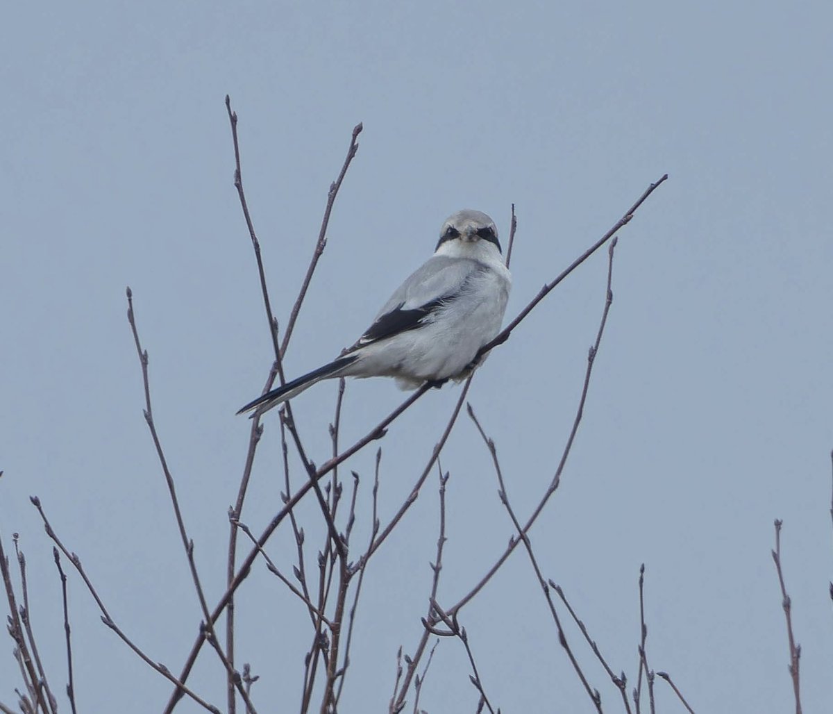 A bit of a hike around the heaths today, I did over 7 miles looking for the Great Grey Shrike at Sugar Hill Dorset I eventually caught up with it at a place I looked for it last Thursday , I did my best not to disturb it got a few pics from distance and left, hence a big crop