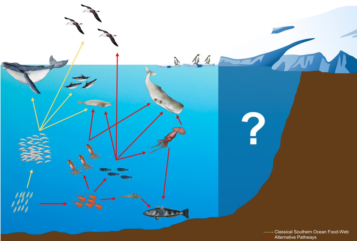 Check out our new paper at @PLOSClimate about #SouthernOcean #FoodWebs! 🇦🇶🐧🦑🦭🐟 journals.plos.org/climate/articl… Seven #EarlyCareerResearchers, @thepenguinphd, @Noemie_Roronoa, @BorrasRenato , @jasmin4689, @candicelewis4u & @GeorgiaMergard, joined together to: