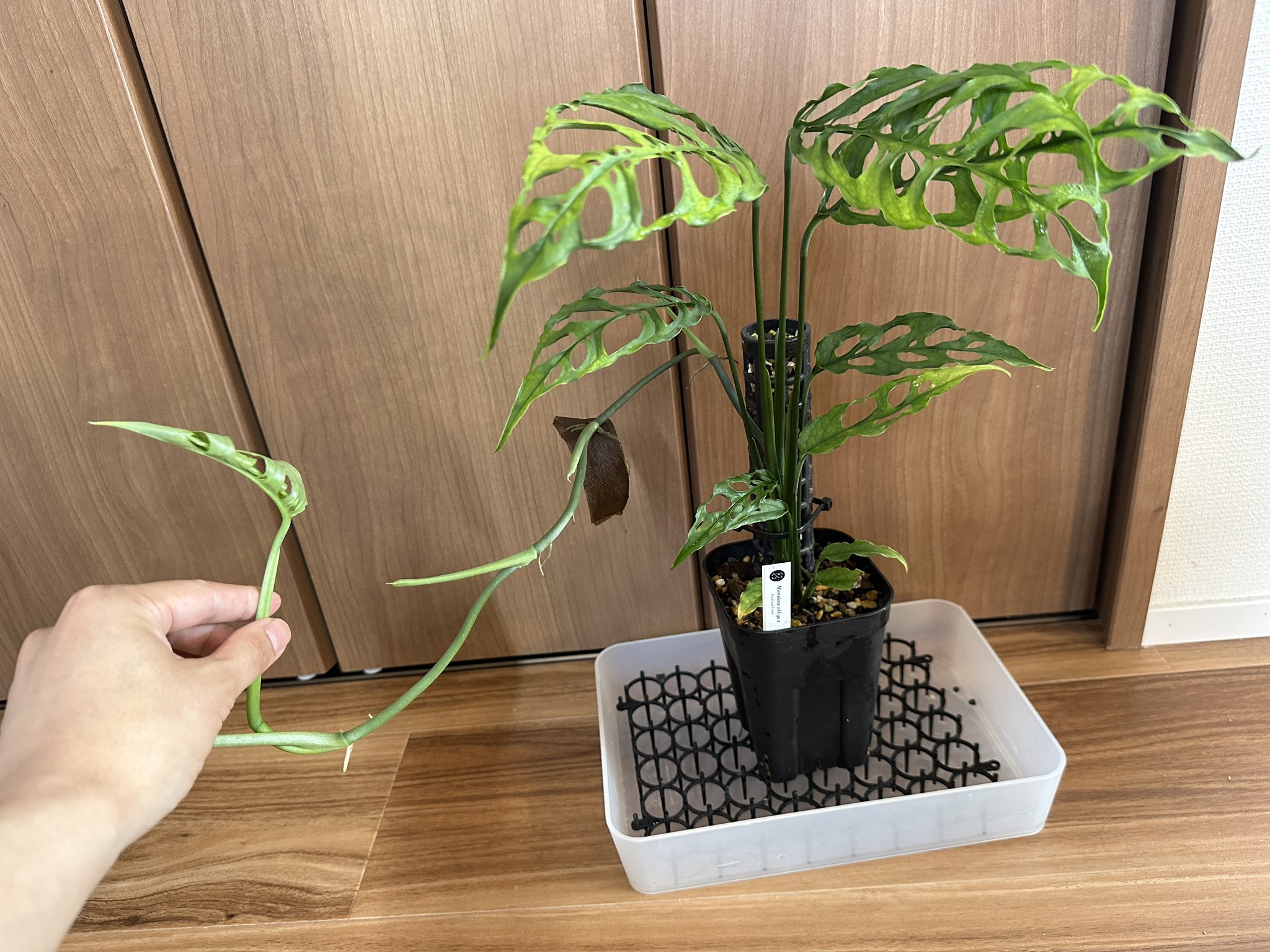 モンステラ オブリクア ペルー ランナー 11
